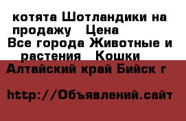 котята Шотландики на продажу › Цена ­ 5 000 - Все города Животные и растения » Кошки   . Алтайский край,Бийск г.